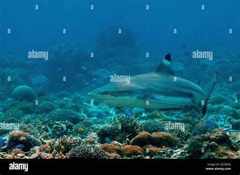 Blacktip Reef Shark Carcharhinus Melanopterus Raja Ampat Indonesia