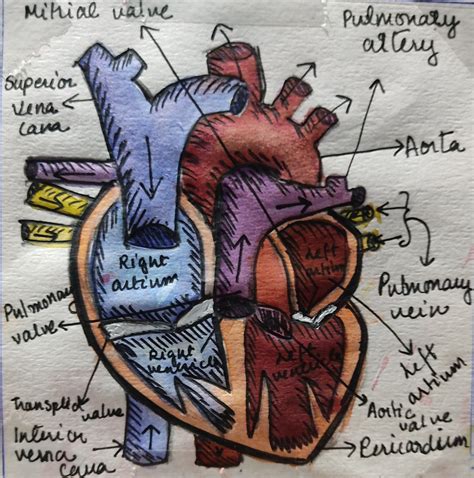 Aesthetic Kinda Human Heart Anatomy 😁💁🏽 Human Heart Art Human Art