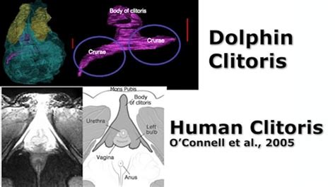 Female Dolphins A Have Functional Clitoris That Provides Pleasure When