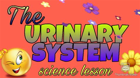 Urinary System Youtube
