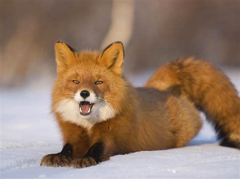 Funny And Cute Red Fox Funny Animals