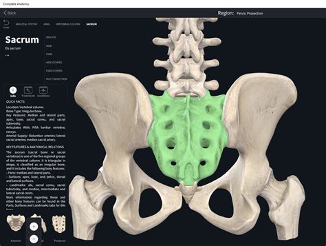 Bones Vertebral Column Sacrum Anatomy And Physiology