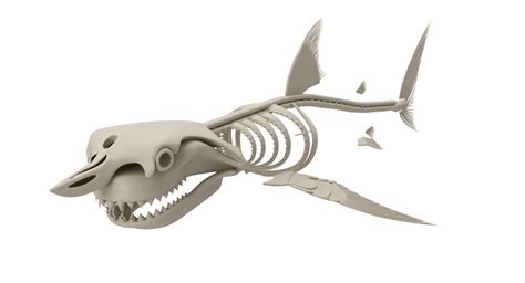 2 Whales And 2 Sharks Skeletons 3d Model Collection Cgtrader