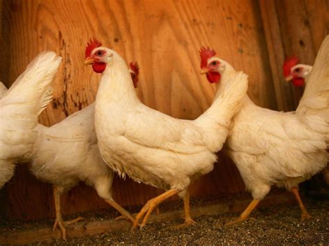 Istanbul Hosts Chicken Beauty Pageant
