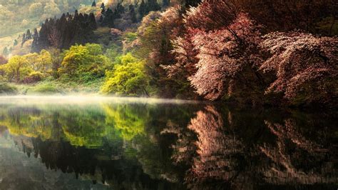 Tall Trees Reflecting On Calm Body Of Water In Landscape Photography 4k Hd Nature Wallpapers