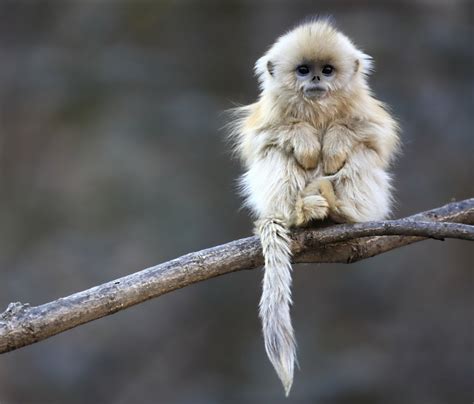 Free Download Cute Baby Monkeys 9472 Hd Wallpapers In Animals