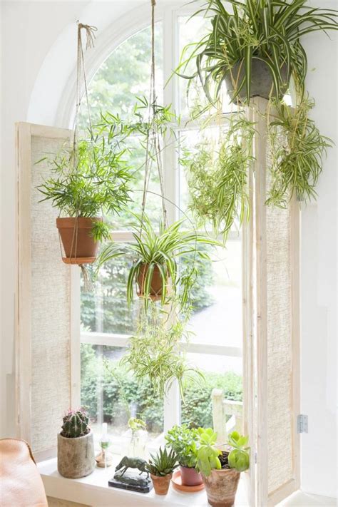 15 Beautiful Window Gardens Hanging Plants Window Plants Plants