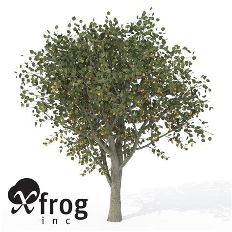 Xfrogplants Apricot Tree 3d Model