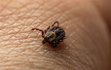 Blog The Dangers Fleas And Ticks Bring To Chicago Properties