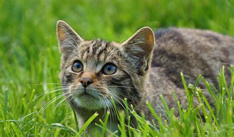 British Wild Cats Facts Diet And Habitat Information