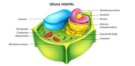 10 Características De La Célula Vegetal Plant Cell Plant Cell Model