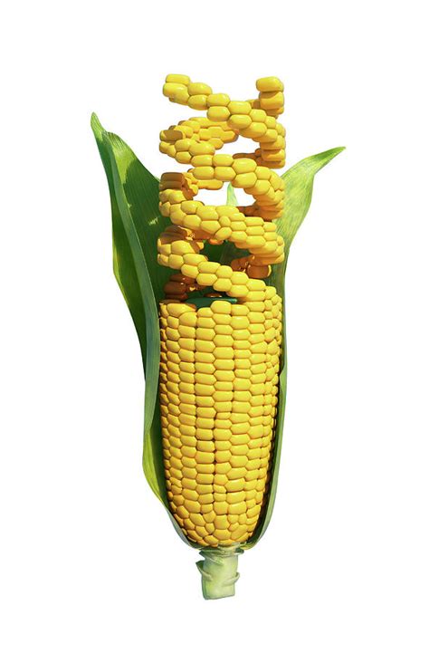 Genetically Modified Corn Photograph By Andrzej Wojcicki Fine Art America