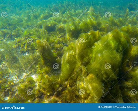 Seaweed On Marine Plants Underwater Photo Of Tropical Seashore Mossy