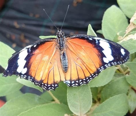 Orange Black And White Butterfly Stock Image Image Of Yellow Black