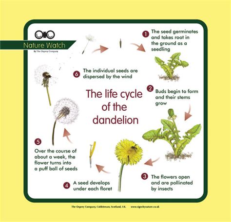 Dandelion Life Cycle Nature Watch Panel Osprey Signs