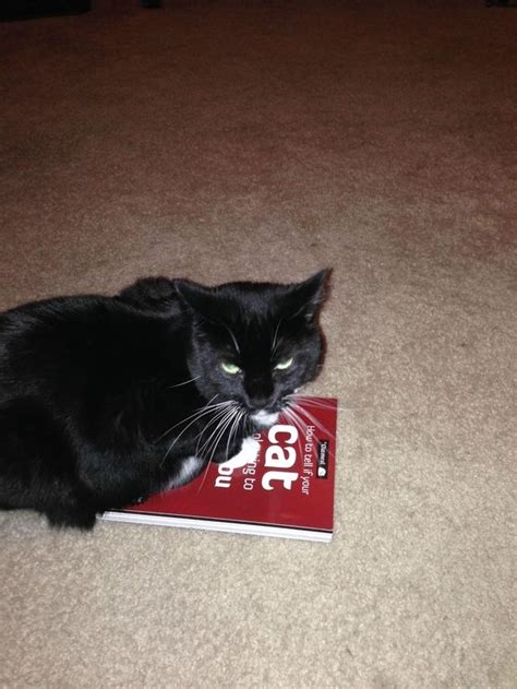 The Book Is How To Tell If Your Cat Is Trying To Kill You Funny Cats