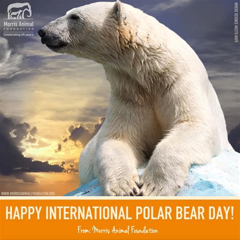 International Polar Bear Day Polar Bear Bear Arctic