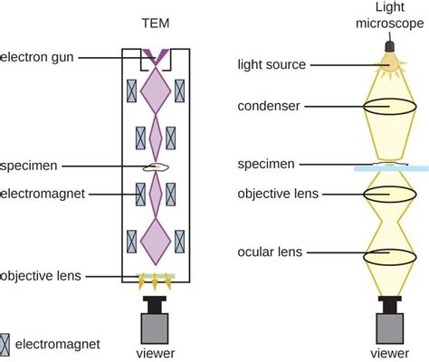Figure 11 Electron Microscopes Use Magnets To Focus Electron Beams