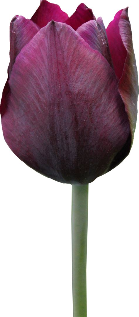 Tulip PNG Image - PurePNG | Free transparent CC0 PNG Image Library