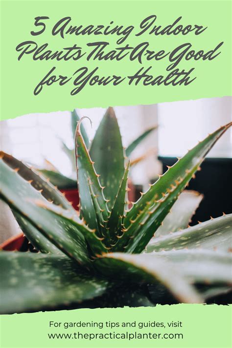 What kind of health issues are we talking about here? 5 Amazing Indoor Plants That Are Good for Your Health ...