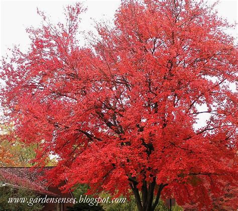 We did not find results for: Garden Sense: Fall Color - Brilliant Trees