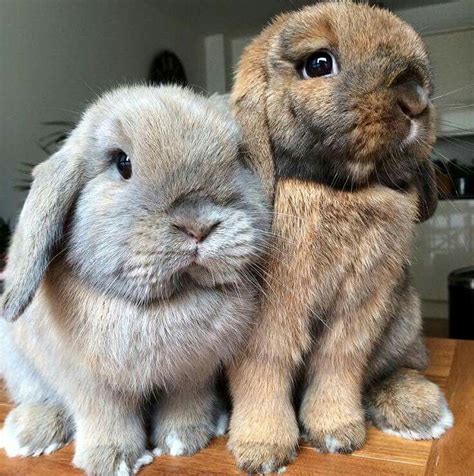 Are We Not The Cutest Bunnies You Have Ever Seen Lop Bunnies Pet