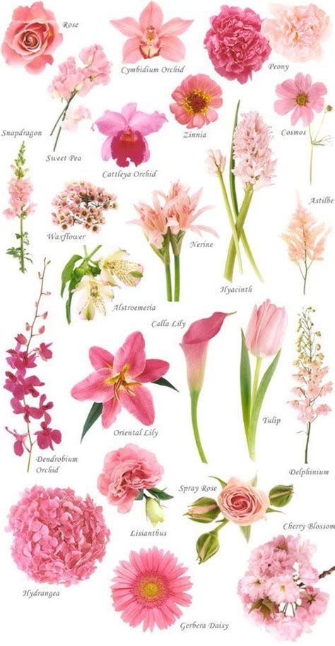 Here is a list of flower names along with their symbolic meanings. Flower Names | WeNeedFun