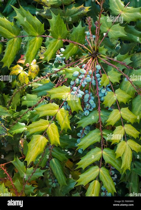 Mahonia Bealei Foliage Leatherleaf Mahonia With Blue Fruits Stock