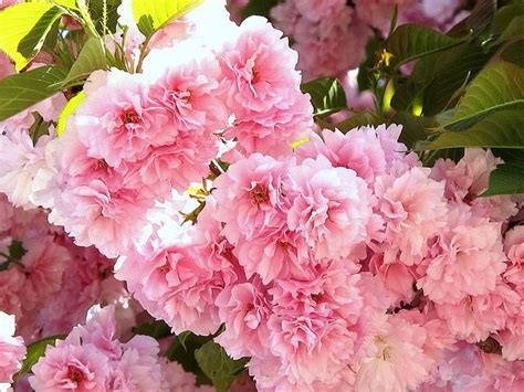 Japanese flowering cherry trees are known by the names 'kwanzan,' kanzan, and 'sekiyama,' but no matter what you call them, one thing doesn't change: Kwanzan Flowering Cherry Tree - a photo on Flickriver ...