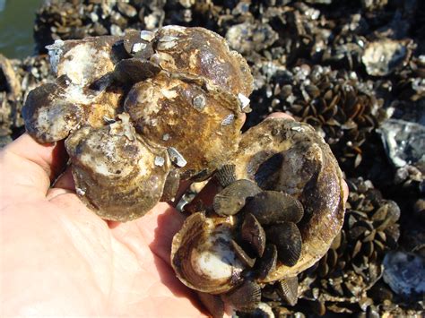 Shorelines Blog Archive Oysters Have Sidekick In Chesapeake Bay Clean