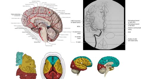 Cerebral Vascular Anatomy Anatomical Charts And Posters