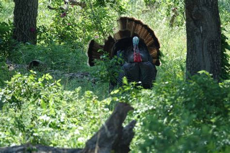 The History Of Re Stocking Wild Turkeys Land And Legacy