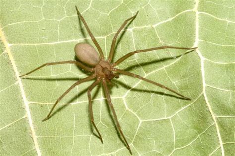 2 Huntsville Firefighters Bitten By Brown Recluse Spiders Station