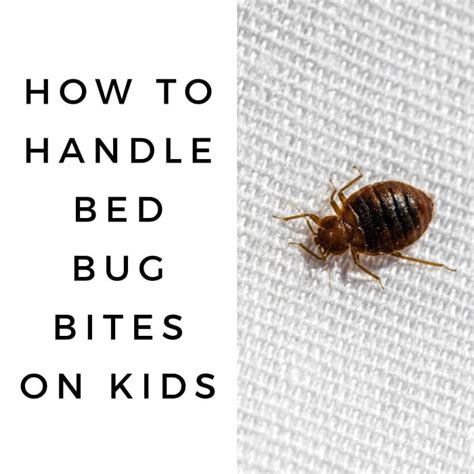 How To Handle Bed Bug Bites On Kids Dengarden