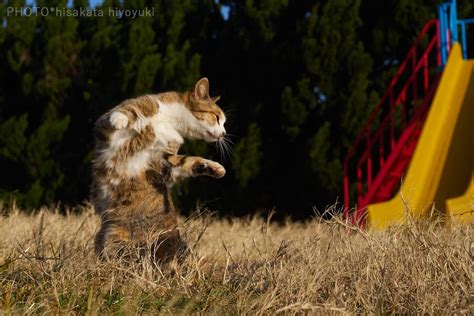 Karate Cats Photographer Hiroyuki Hisakata Captures Felines In Martial