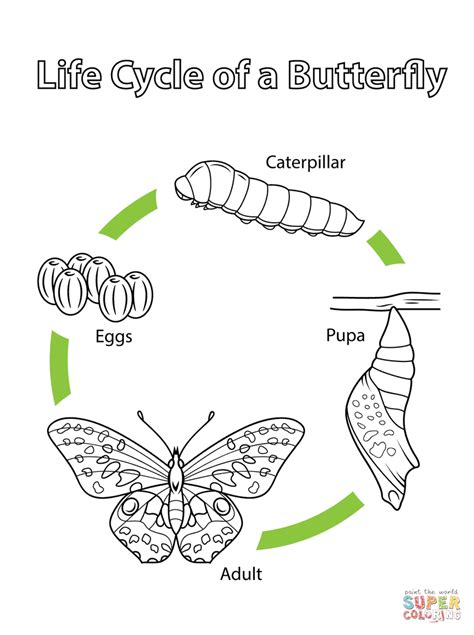 Gambar Life Cycle Butterfly Coloring Page Free Printable Vectors Pages