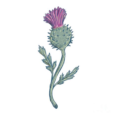 Scottish Thistle Drawing Digital Art By Aloysius Patrimonio Pixels