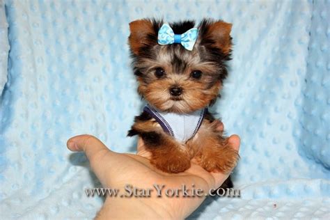 10 Cutest Yorkie Puppies 10 Cutest Yorkie Puppies In The World