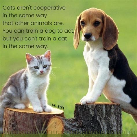 Download Quotes About Friendship With Dogs Tahun Ini Topquotes