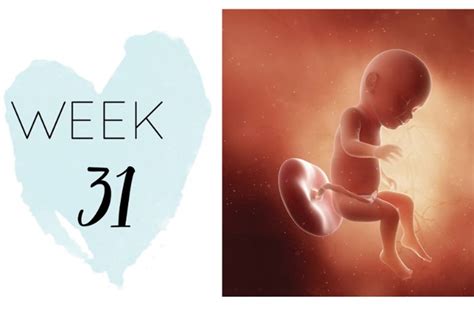 31 Weeks Pregnant Pregnancy Week By Week Symptoms Ohbaby