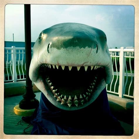 Worlds Largest Exhibit Of Authentic Jaws Movie Props And