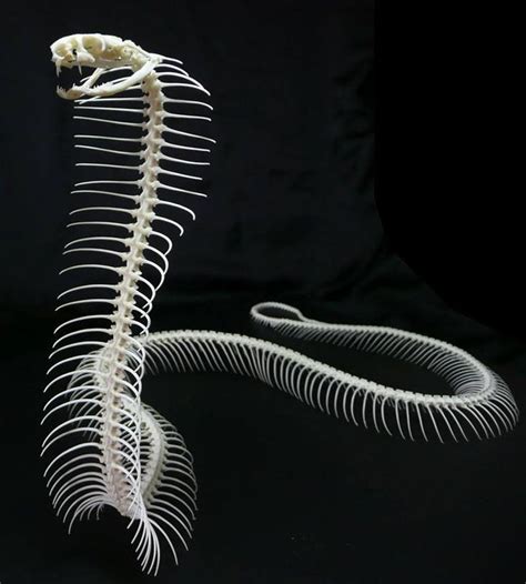 Snake Skeleton Animal Skeletons Animal Skulls Skeleton Tattoos