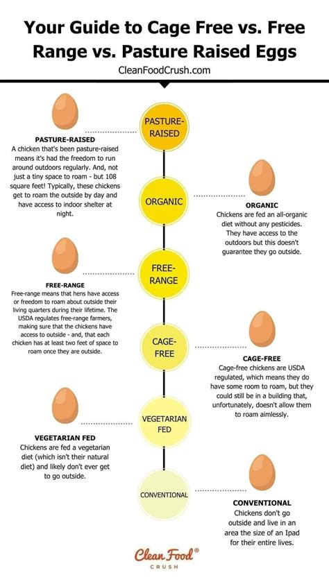 A Guide To Cage Free Vs Free Range Vs Pasture Raised Eggs In 2023