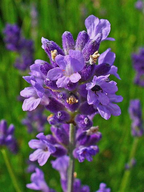 Lavandula Angustifolia Angustifolia Flower Seeds English Lavender Common Lavender True