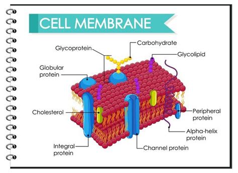 Illustration De La Structure De La Membrane Cellulaire Humaine