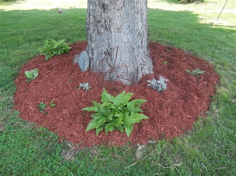 Cedar Mulch And Hosta Are A Beautiful Combo For The Base Of A Tree