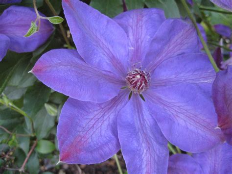 'elsa spath' prefers a nice sheltered position in sun or partial shade. Elsa Spath Clematis