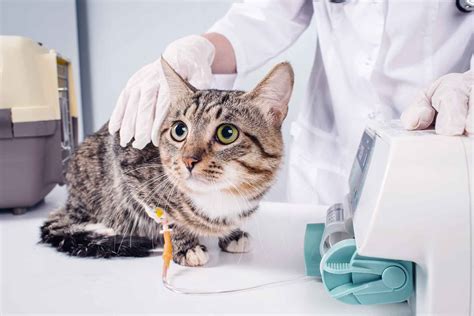 Feline Viruses And Lymphoma Nurturing Hope In Your Pets Chemotherapy