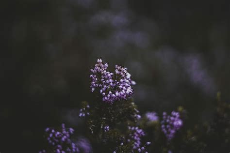 Hd Wallpaper Purple Petaled Flowers Tilt Shift Lens Photography Of