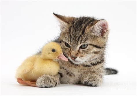 Kitten And Duckling Photograph By Mark Taylor